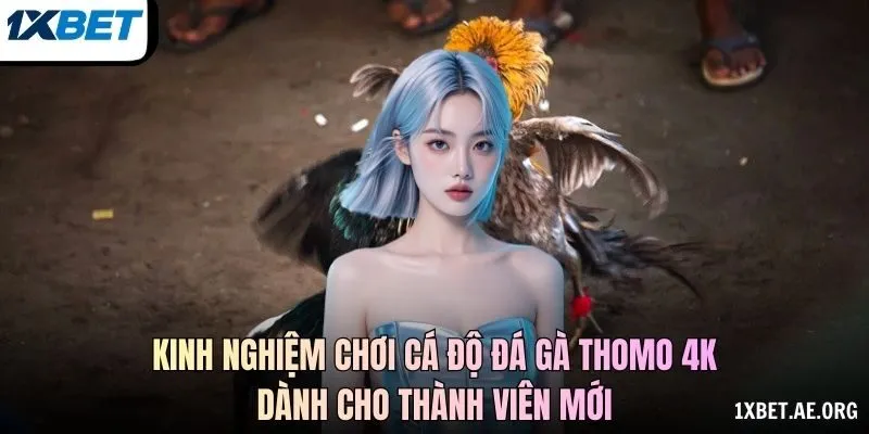 Kinh nghiệm chơi cá độ đá gà Thomo 4K dành cho thành viên mới