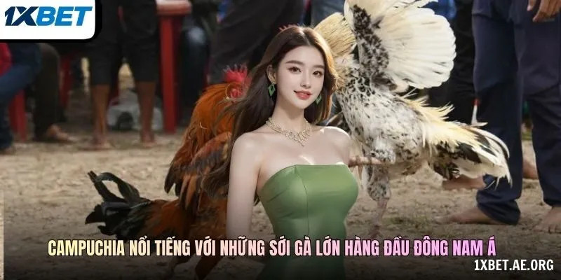 Campuchia nổi tiếng với những sới gà lớn hàng đầu Đông Nam Á
