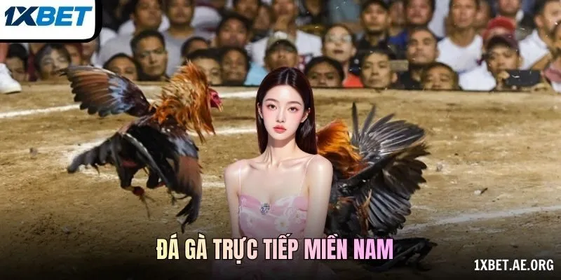 Đá gà trực tiếp miền Nam